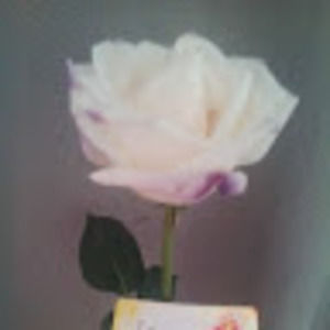 Meet your Posher, Carrie